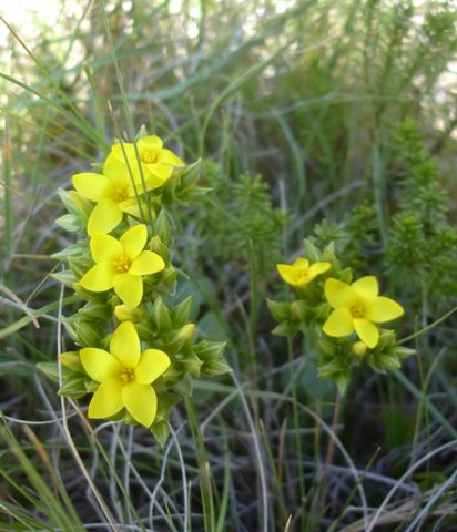 Sebaea natalensis